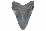 Serrated, Fossil Megalodon Tooth - South Carolina #248901-1